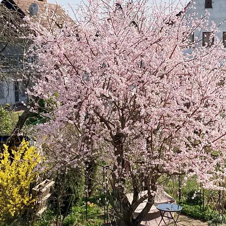 Apartment Terrassenwohnung-klimatisiert