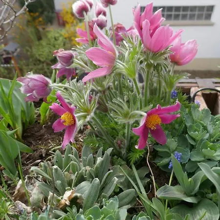 Apartamento Terrassenwohnung Neustadt an der Weinstraße