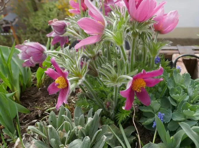 Lejlighed Terrassenwohnung Neustadt an der Weinstraße
